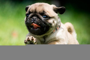 Izgled, karakter i cijena pugsa Izgled, karakter i cijena pugsa